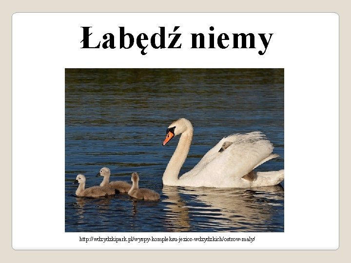 Łabędź niemy http: //wdzydzkipark. pl/wyspy-kompleksu-jezior-wdzydzkich/ostrow-maly/ 