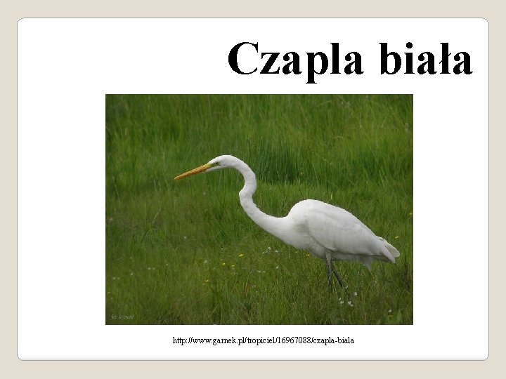 Czapla biała http: //www. garnek. pl/tropiciel/16967088/czapla-biala 