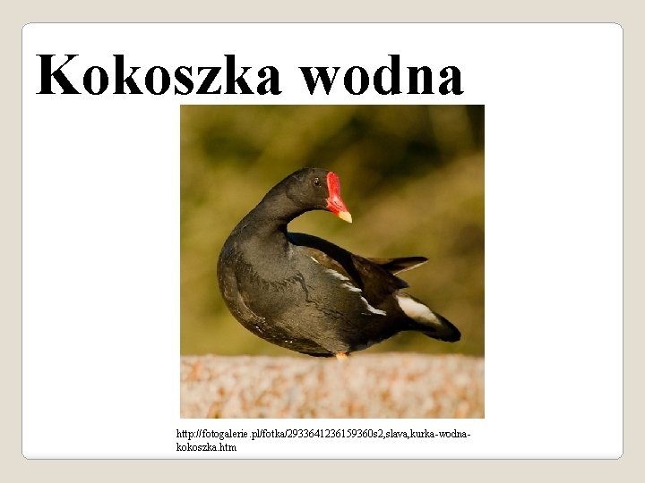 Kokoszka wodna http: //fotogalerie. pl/fotka/2933641236159360 s 2, slava, kurka-wodnakokoszka. htm 