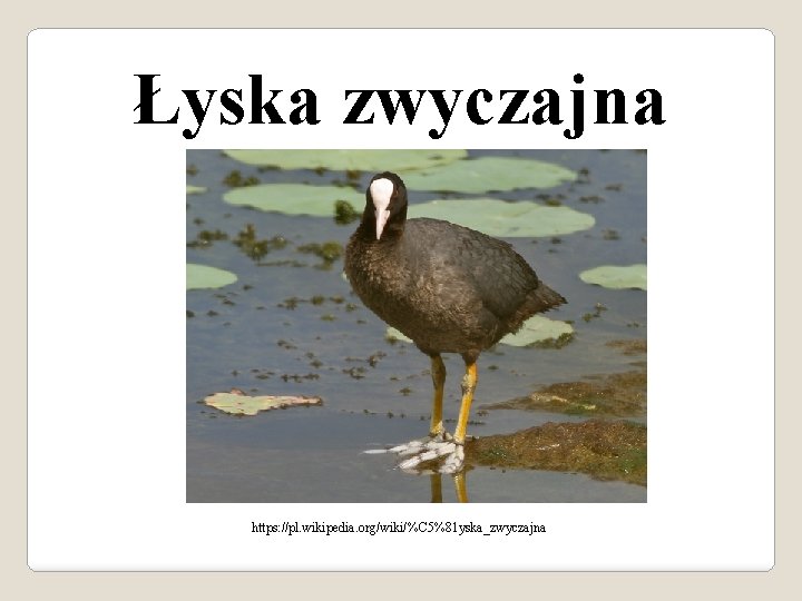 Łyska zwyczajna https: //pl. wikipedia. org/wiki/%C 5%81 yska_zwyczajna 