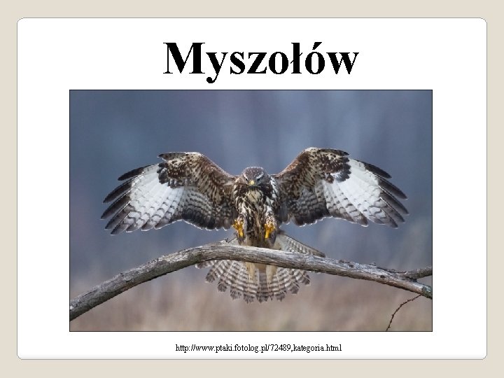 Myszołów http: //www. ptaki. fotolog. pl/72489, kategoria. html 