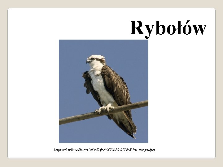 Rybołów https: //pl. wikipedia. org/wiki/Rybo%C 5%82%C 3%B 3 w_zwyczajny 