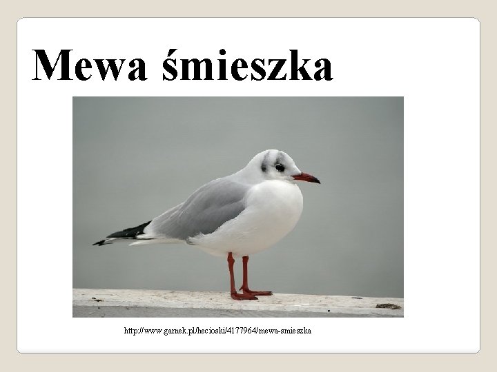 Mewa śmieszka http: //www. garnek. pl/hecioski/4177964/mewa-smieszka 