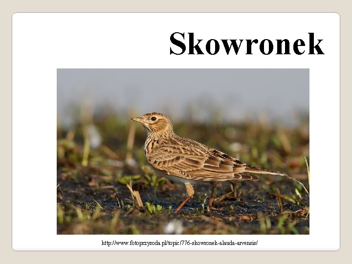 Skowronek http: //www. fotoprzyroda. pl/topic/776 -skowronek-alauda-arvensis/ 