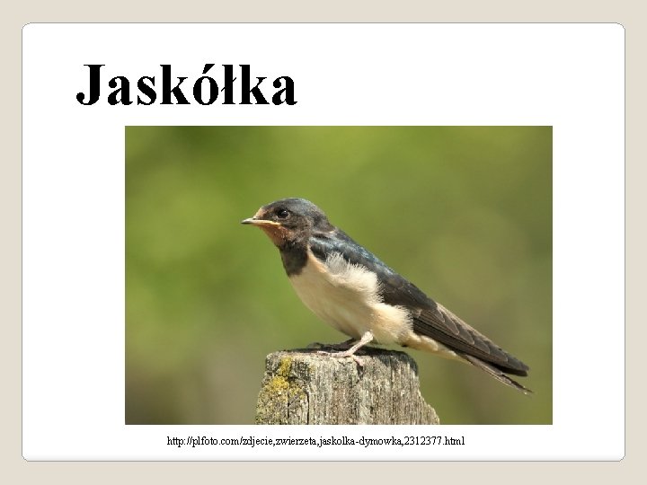 Jaskółka http: //plfoto. com/zdjecie, zwierzeta, jaskolka-dymowka, 2312377. html 