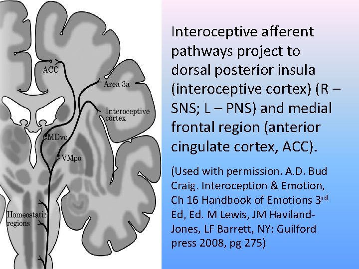 Interoceptive afferent pathways project to dorsal posterior insula (interoceptive cortex) (R – SNS; L