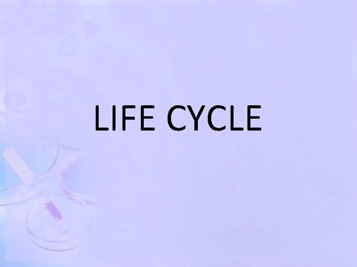 LIFE CYCLE 