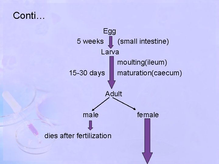 Conti… Egg 5 weeks (small intestine) Larva moulting(ileum) 15 -30 days maturation(caecum) Adult male