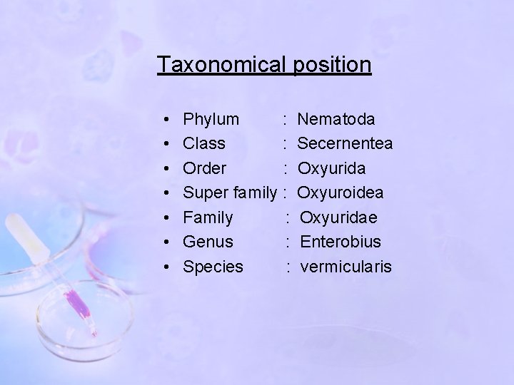 Taxonomical position • • Phylum : Class : Order : Super family : Family