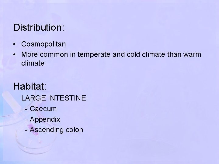 Distribution: • Cosmopolitan • More common in temperate and cold climate than warm climate