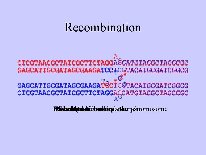 Recombination Nicked One Homologous Other Recombination strands strand nicked chromosomes break invades complete other