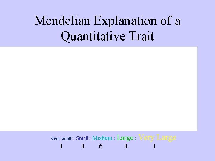 Mendelian Explanation of a Quantitative Trait Very small : Small : Medium : Large