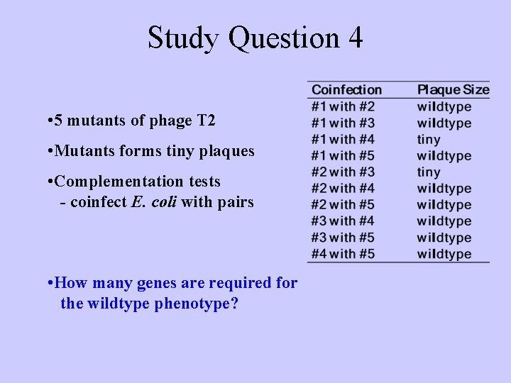 Study Question 4 • 5 mutants of phage T 2 • Mutants forms tiny