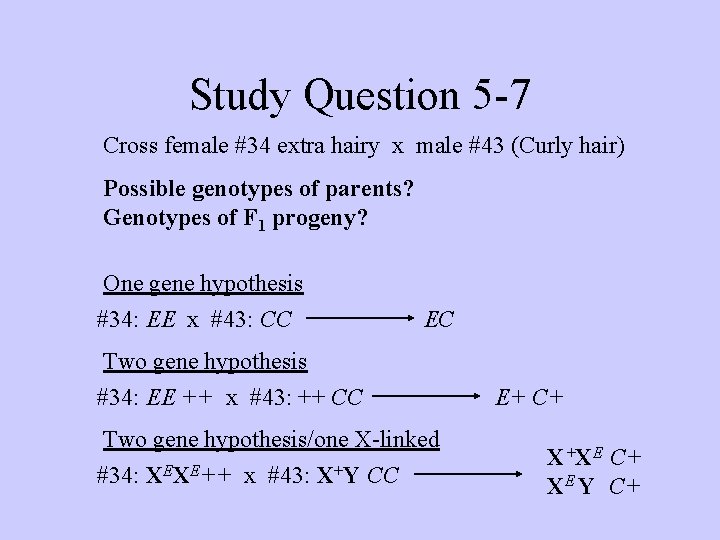 Study Question 5 -7 Cross female #34 extra hairy x male #43 (Curly hair)