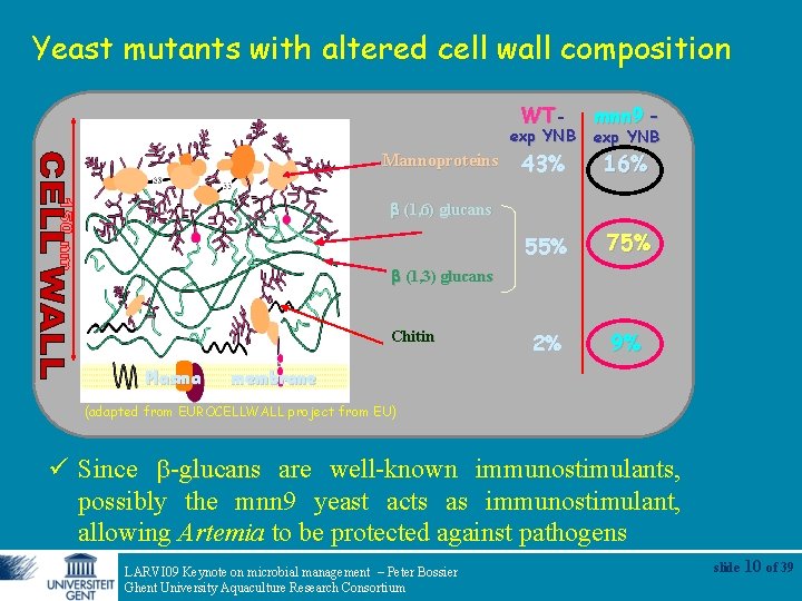 Yeast mutants with altered cell wall composition WT- exp YNB Mannoproteins 43% mnn 9