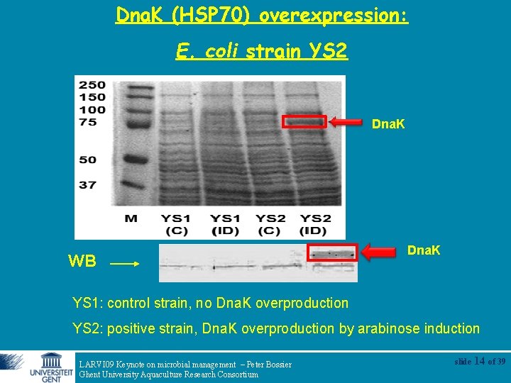 Dna. K (HSP 70) overexpression: E. coli strain YS 2 Dna. K WB Dna.