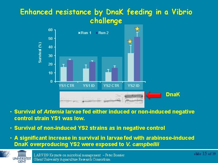 Enhanced resistance by Dna. K feeding in a Vibrio challenge 60 Run 1 Run