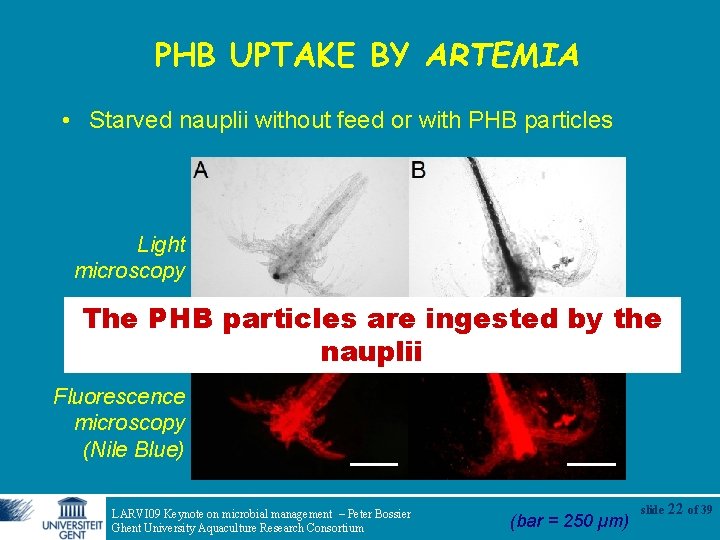 PHB UPTAKE BY ARTEMIA • Starved nauplii without feed or with PHB particles No