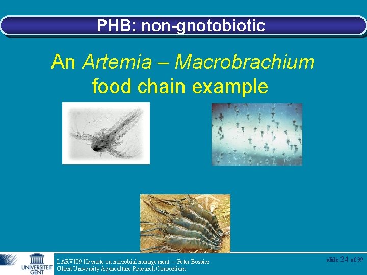 PHB: non-gnotobiotic An Artemia – Macrobrachium food chain example LARVI 09 Keynote on microbial
