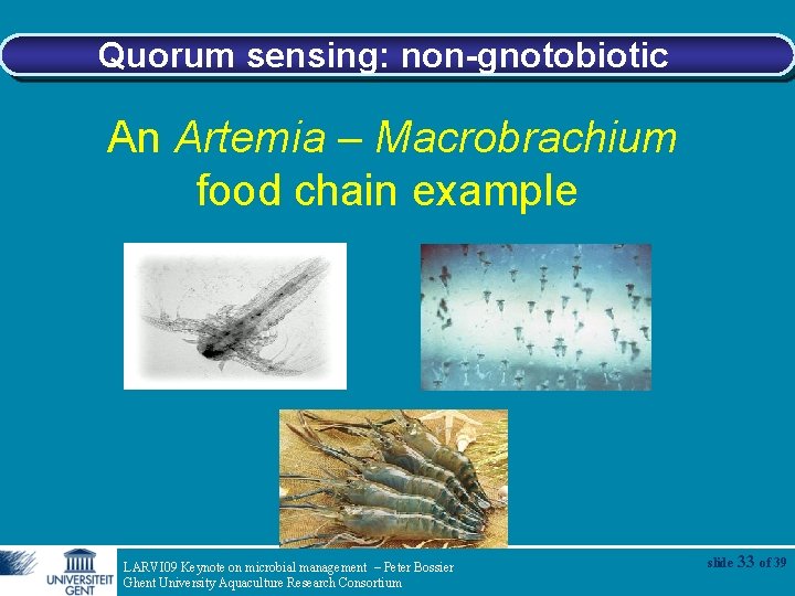 Quorum sensing: non-gnotobiotic An Artemia – Macrobrachium food chain example LARVI 09 Keynote on