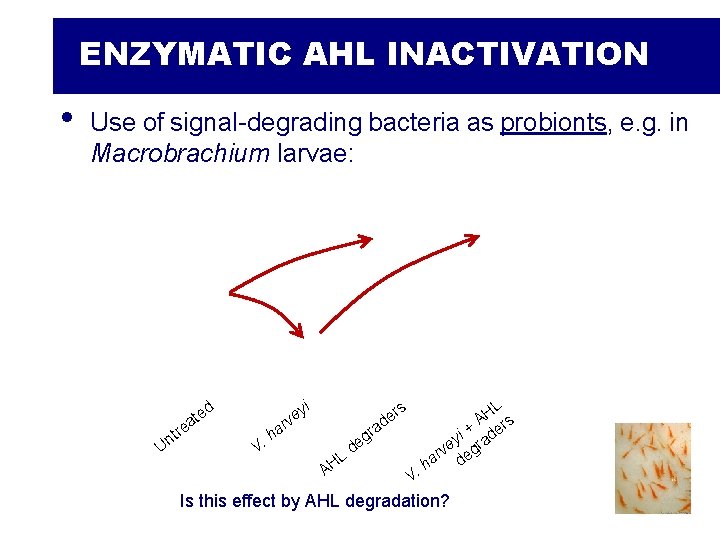 ENZYMATIC AHL INACTIVATION • Use of signal-degrading bacteria as probionts, e. g. in Macrobrachium