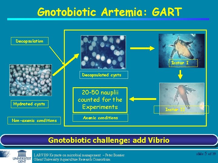 Gnotobiotic Artemia: GART Decapsulation Instar I Decapsulated cysts 20 -50 nauplii counted for the