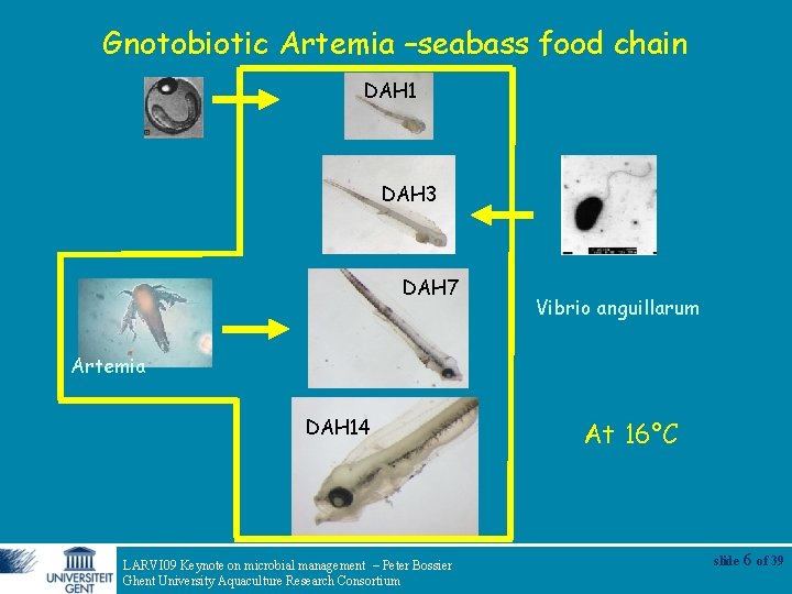 Gnotobiotic Artemia –seabass food chain DAH 1 DAH 3 DAH 7 Vibrio anguillarum Artemia