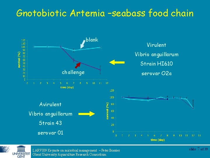 Gnotobiotic Artemia –seabass food chain blank Virulent Vibrio anguillarum Strain HI 610 challenge serovar