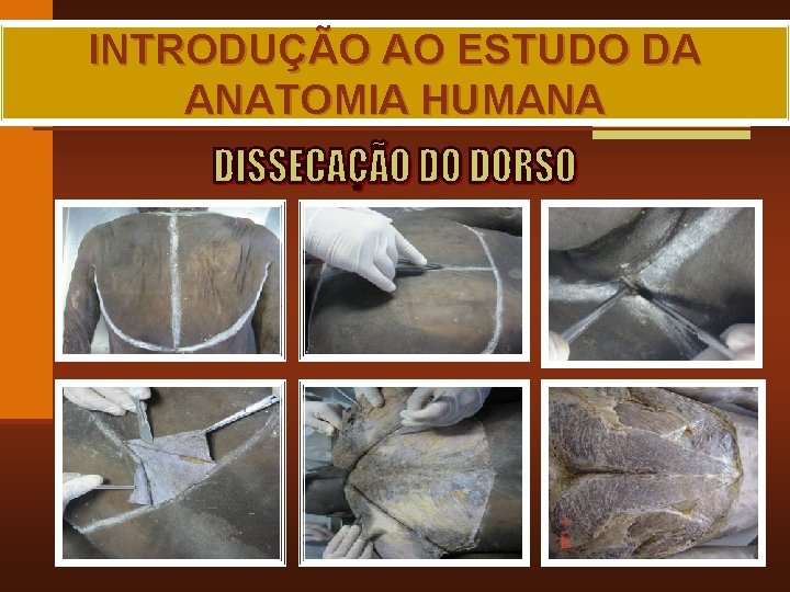 INTRODUÇÃO AO ESTUDO DA ANATOMIA HUMANA MAIA, R. G. 
