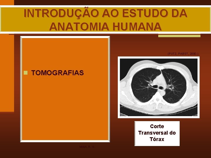 INTRODUÇÃO AO ESTUDO DA ANATOMIA HUMANA (PUTZ; PABST, 2000. ) n TOMOGRAFIAS Corte Transversal