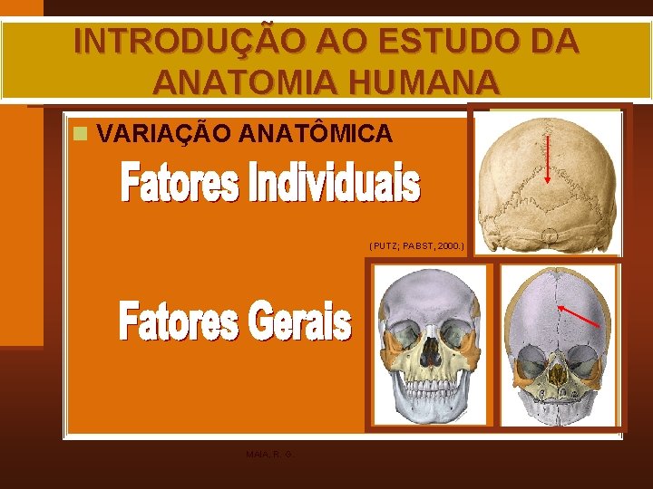 INTRODUÇÃO AO ESTUDO DA ANATOMIA HUMANA n VARIAÇÃO ANATÔMICA (PUTZ; PABST, 2000. ) MAIA,