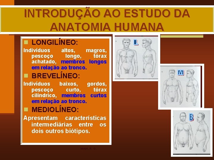 INTRODUÇÃO AO ESTUDO DA ANATOMIA HUMANA n LONGILÍNEO: Indivíduos altos, magros, pescoço longo, tórax