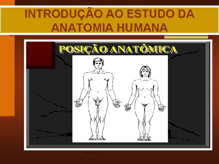 INTRODUÇÃO AO ESTUDO DA ANATOMIA HUMANA MAIA, R. G. 