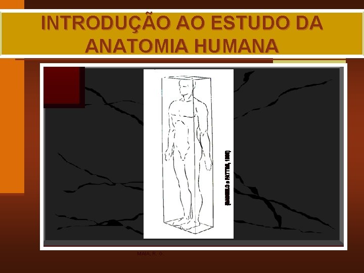 INTRODUÇÃO AO ESTUDO DA ANATOMIA HUMANA MAIA, R. G. 