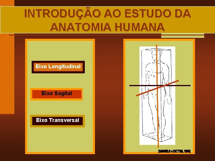 INTRODUÇÃO AO ESTUDO DA ANATOMIA HUMANA Eixo Longitudinal Eixo Sagital Eixo Transversal MAIA, R.