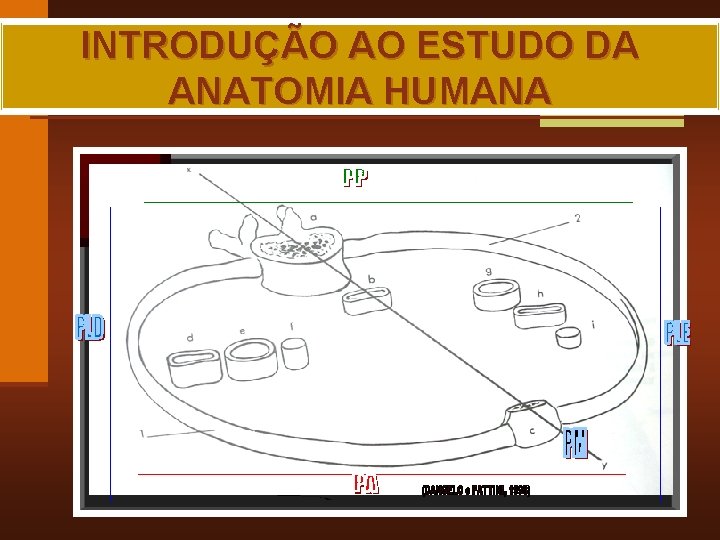 INTRODUÇÃO AO ESTUDO DA ANATOMIA HUMANA MAIA, R. G. 