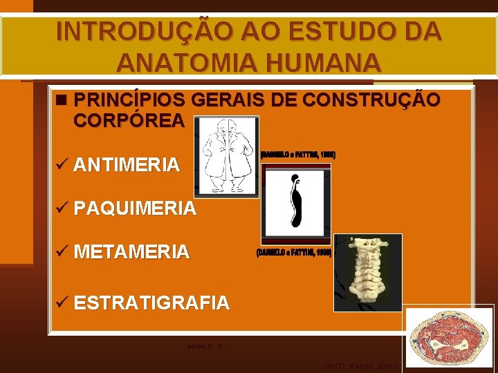 INTRODUÇÃO AO ESTUDO DA ANATOMIA HUMANA n PRINCÍPIOS GERAIS DE CONSTRUÇÃO CORPÓREA ü ANTIMERIA