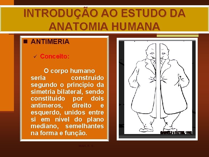 INTRODUÇÃO AO ESTUDO DA ANATOMIA HUMANA n ANTIMERIA ü Conceito: O corpo humano seria