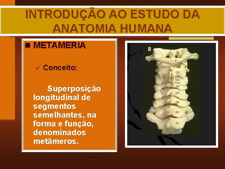 INTRODUÇÃO AO ESTUDO DA ANATOMIA HUMANA n METAMERIA ü Conceito: Superposição longitudinal de segmentos