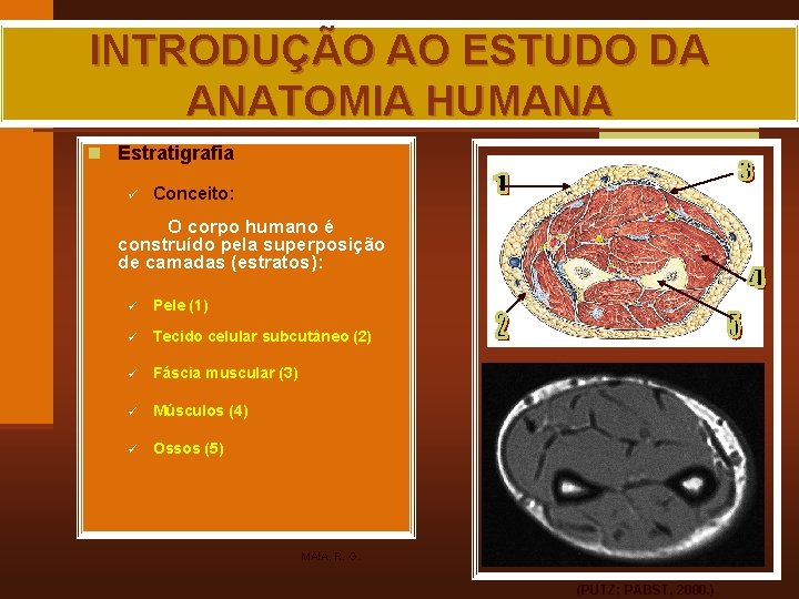 INTRODUÇÃO AO ESTUDO DA ANATOMIA HUMANA n Estratigrafia ü Conceito: O corpo humano é