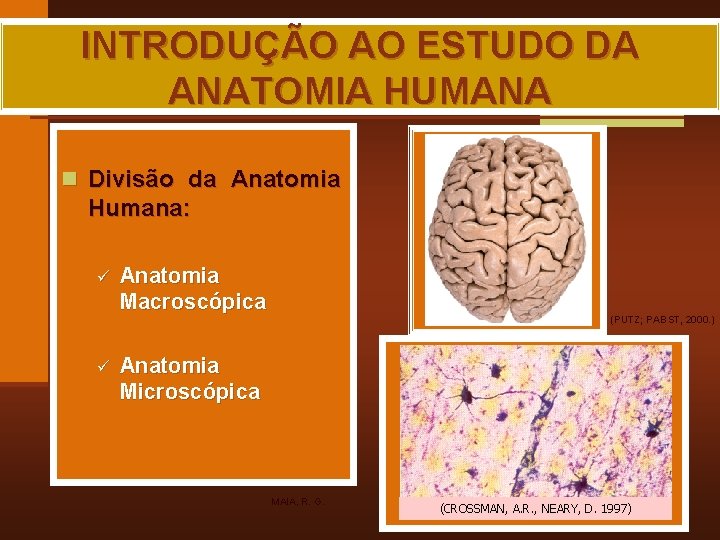 INTRODUÇÃO AO ESTUDO DA ANATOMIA HUMANA n Divisão da Anatomia Humana: ü ü Anatomia