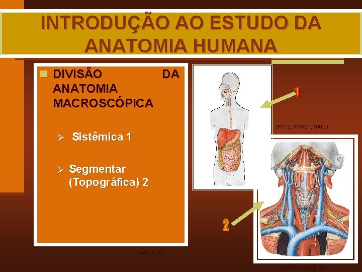 INTRODUÇÃO AO ESTUDO DA ANATOMIA HUMANA n DIVISÃO DA ANATOMIA MACROSCÓPICA (PUTZ; PABST, 2000.