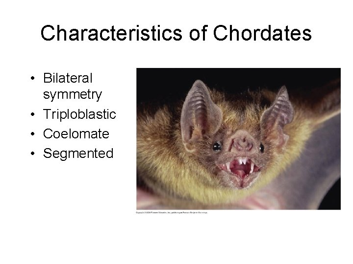 Characteristics of Chordates • Bilateral symmetry • Triploblastic • Coelomate • Segmented 