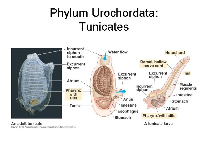 Phylum Urochordata: Tunicates 