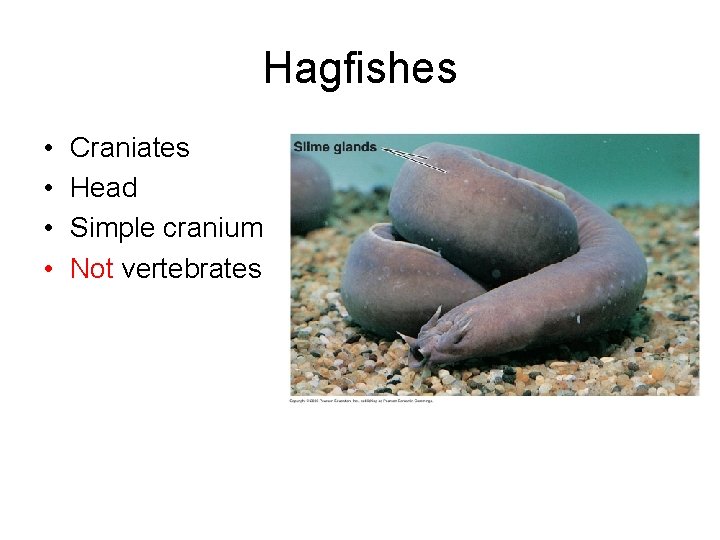 Hagfishes • • Craniates Head Simple cranium Not vertebrates 