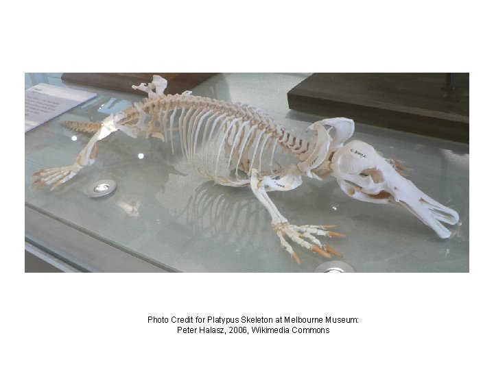 Photo Credit for Platypus Skeleton at Melbourne Museum: Peter Halasz, 2006, Wikimedia Commons 