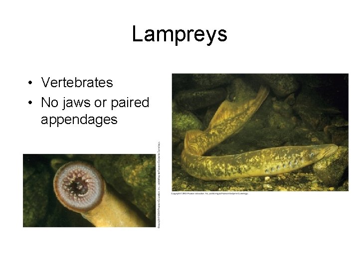 Lampreys • Vertebrates • No jaws or paired appendages 