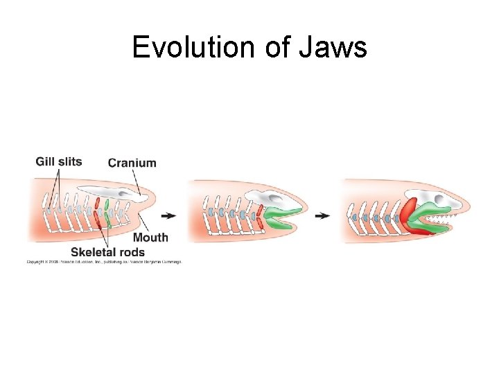 Evolution of Jaws 