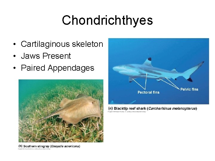 Chondrichthyes • Cartilaginous skeleton • Jaws Present • Paired Appendages 