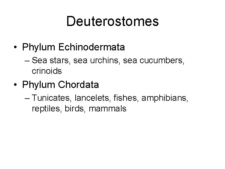 Deuterostomes • Phylum Echinodermata – Sea stars, sea urchins, sea cucumbers, crinoids • Phylum